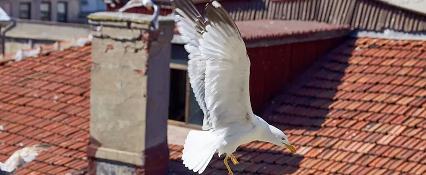 Residential Chimney Animal Removal Solution in Leawood, KS