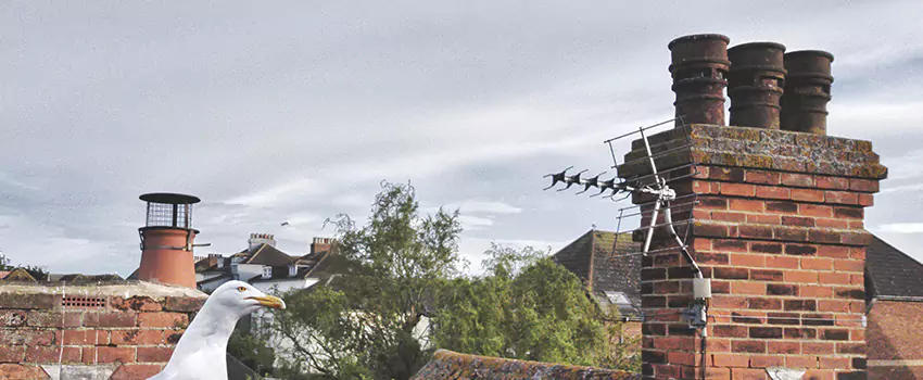 Chimney Cleaning And Restoration in Leawood, Kansas